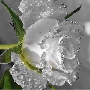 ❄NOT FOR SALE❄️DIVIDER❄️